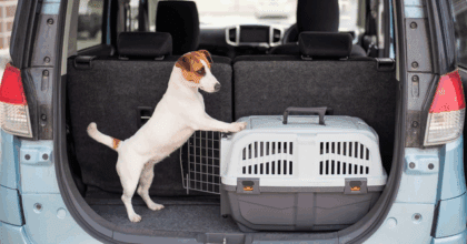 32%中国养宠人将宠物视为孩子，“它经济”如何重塑出行体验？